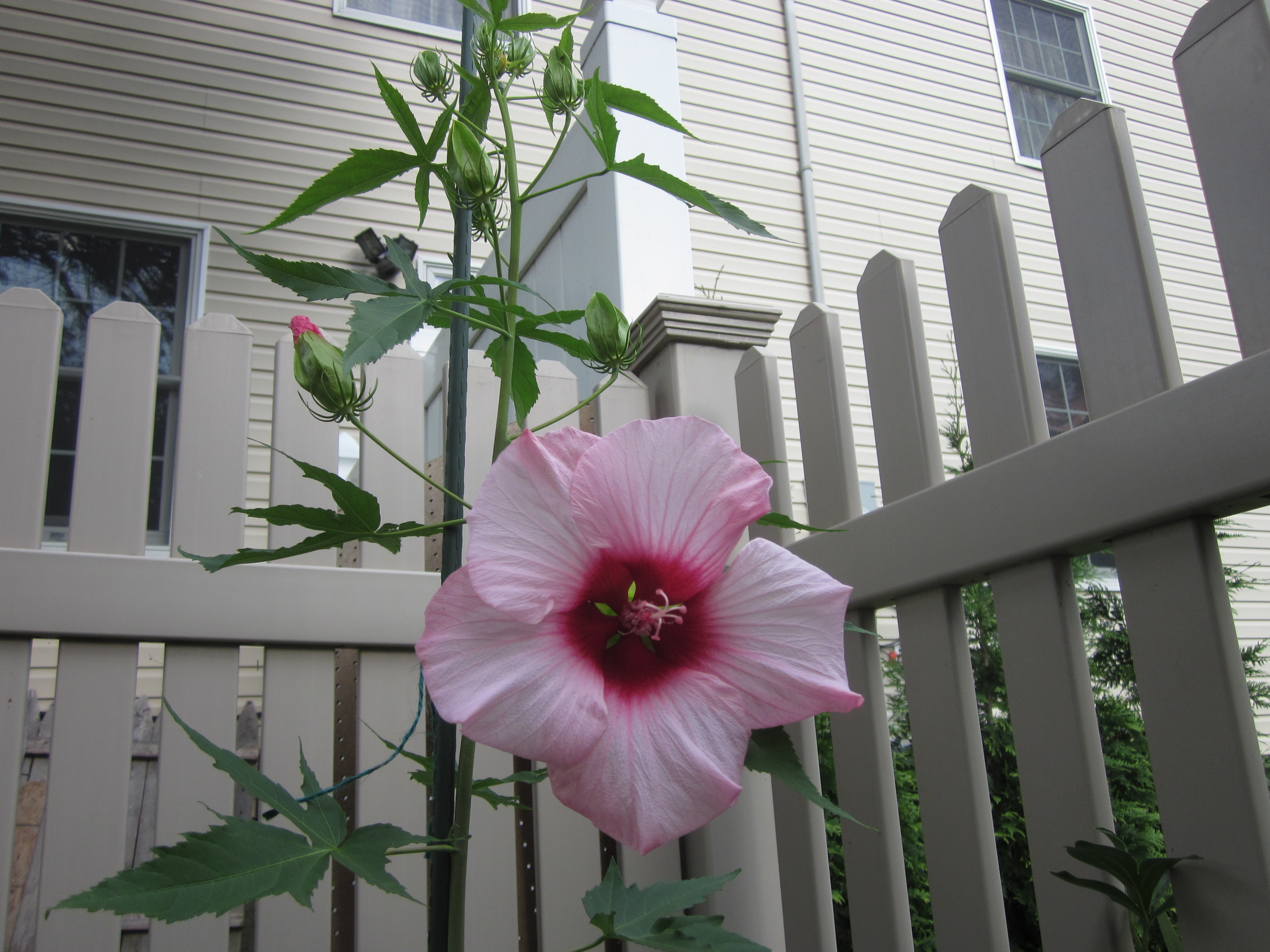 Hibiscus 'Lady Baltimore'.JPG