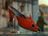 redshoe.jpg