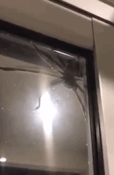 Giant Spider5.gif