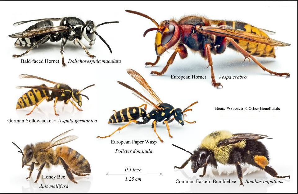 comparison