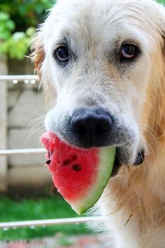 76910d90f7e636eed9160e0483862bd8--eating-watermelon-watermelon-patch.jpg