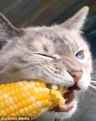 3CAC7C8E00000578-4173644-An_adorable_video_shows_Lily_a_hungry_kitty_chowing_down_on_corn-a-30_1485814949905.jpg