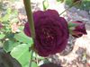 'Ebb Tide' Rose.JPG