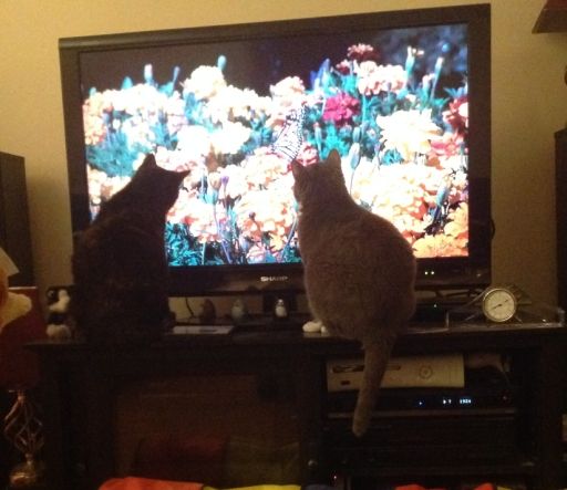 Both watching DVD No 1.jpg