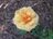 Close Up 'About Face' Grandiflora Rose.JPG