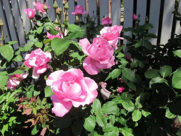 'The Mc Cartney' Rose' Hybrid Tea.JPG