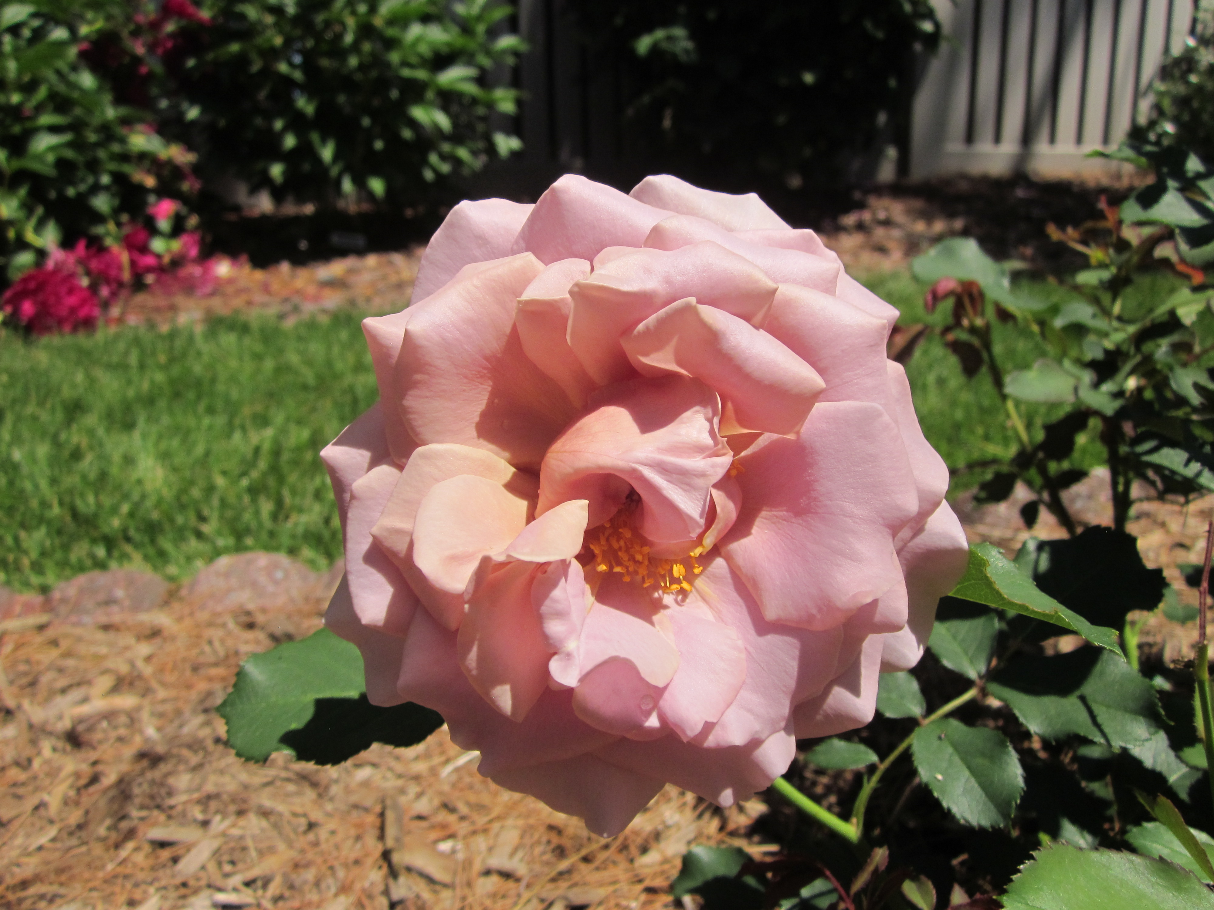 Close Up of 'Koko Loko' Floribunda Rose.JPG