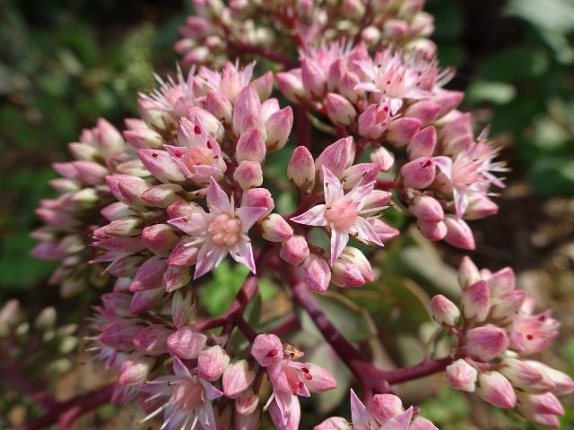 DSC01626 (640x480).jpg