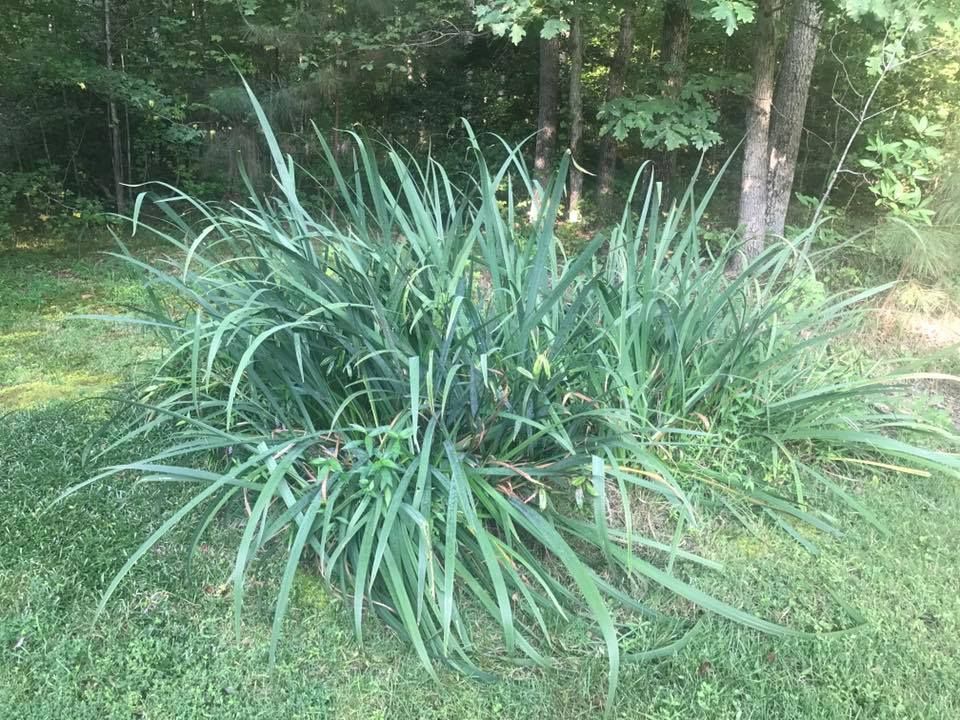 amy's water lillies in small pond.jpg