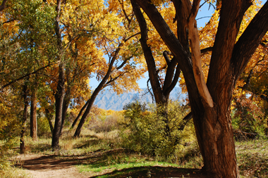 Autumn in ABQ