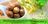 National-Macadamia-Nut-Day-September-4-3.jpg
