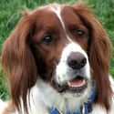 Red Setter Pal