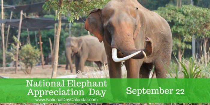 National-Elephant-Appreciation-Day-September-22.jpg