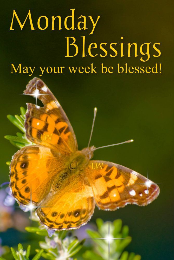 79f6ed7470e6879ce3b30ded7f9589dd--monday-blessings-morning-blessings.jpg