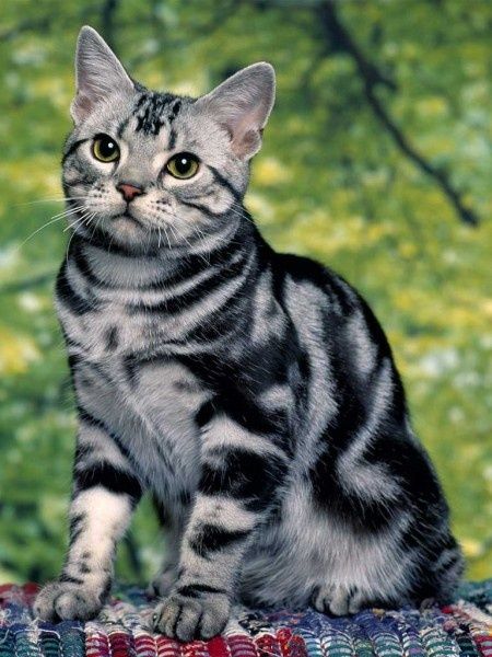 American-Shorthair.jpg