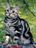 American-Shorthair.jpg