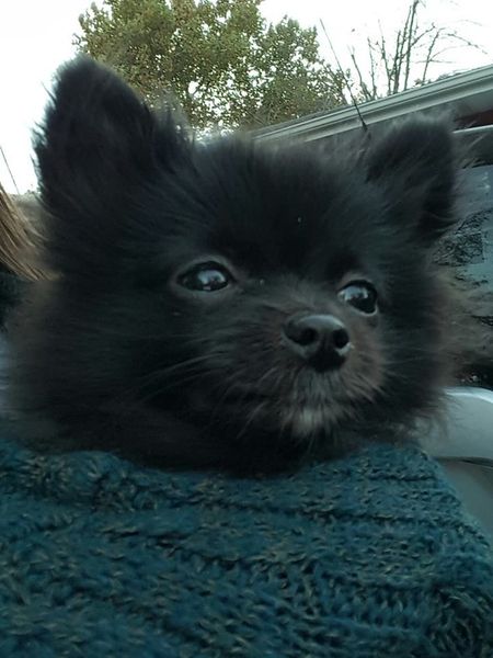 Tinker4 11-11-2016.jpg