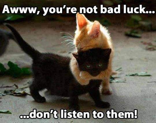 black_cat_awww_youre_not_bad_luck__2013-09-27.jpg