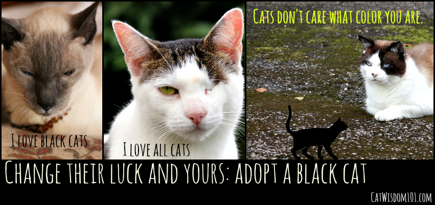 black-cat-adoption.png