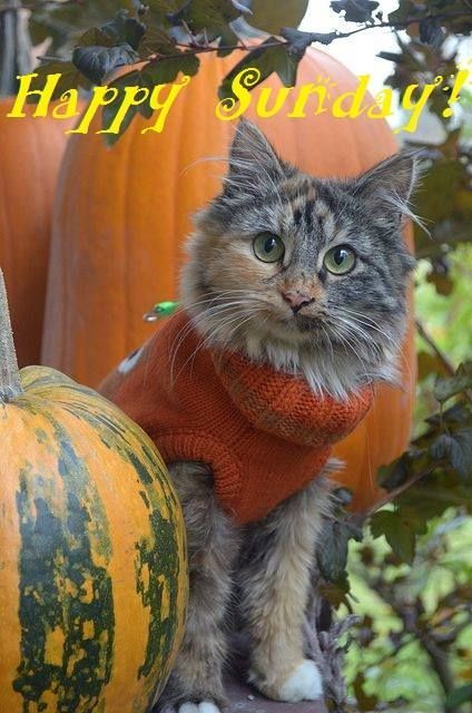 52624995ebd3db696c2cc5f9c55d603e--pumpkin-spice-cat-pumpkin.jpg