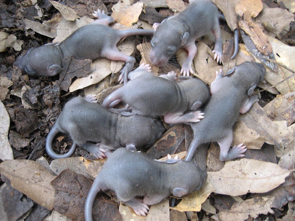 baby rats.jpg