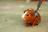 guinea pig on walk.png