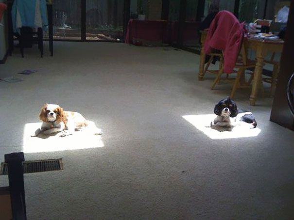 winter dogs on sunshine.jpg