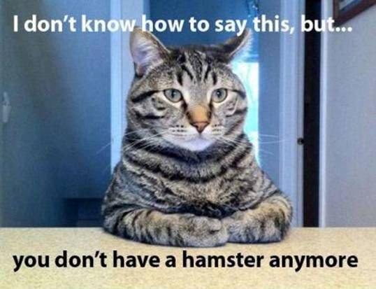 no hamster.jpg