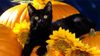 Black halloween cat with sunflowers.jpg