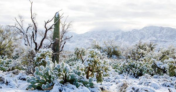 blanket-of-snow-in-the-sonoran-desert-michael-moriarty.jpg