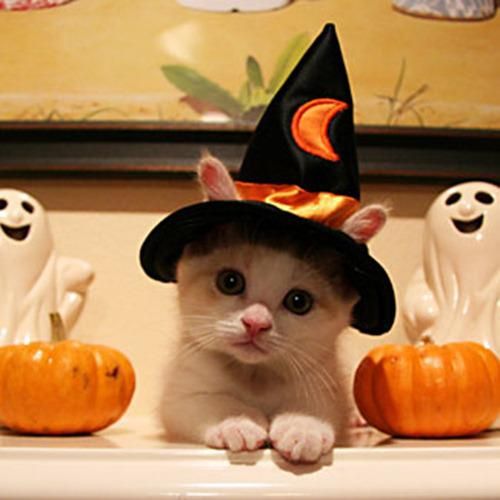 halloween-cat (1).jpg