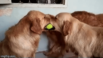 dogs tennis