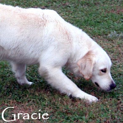 grace dog