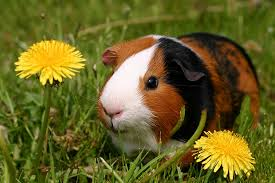 guinea pig three.png