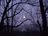 Moon and Trees.JPG